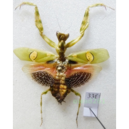 Creobroter gemmatus Saussure, 1869 Indonesia, Java Is33f